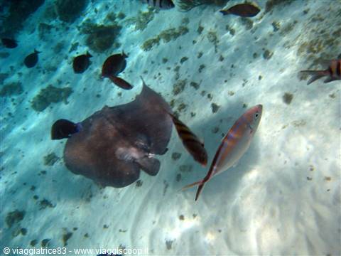 Coral Gardens