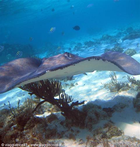 Stingray