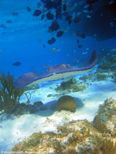Barrier Reef