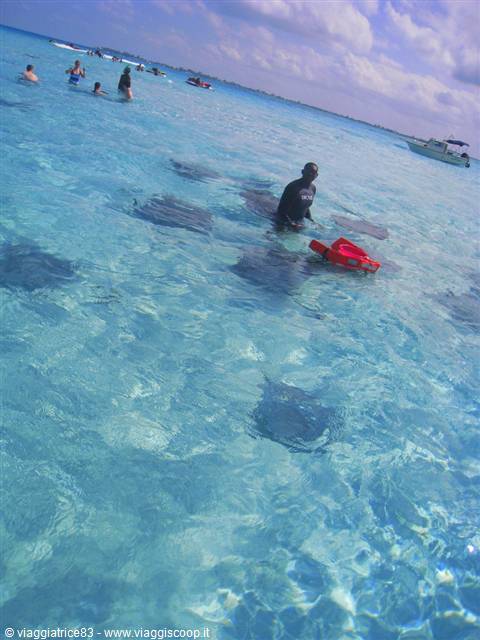 Stingray City