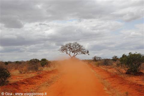 Tsavo