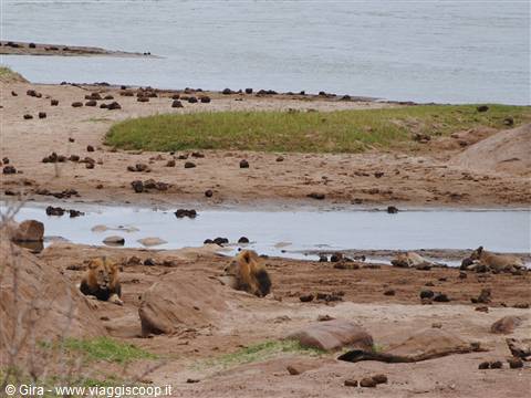 Leoni allo Tsavo