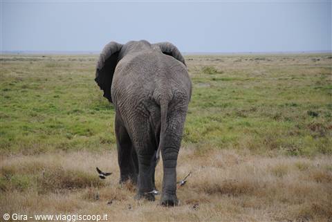 Elefanti all'Amboseli