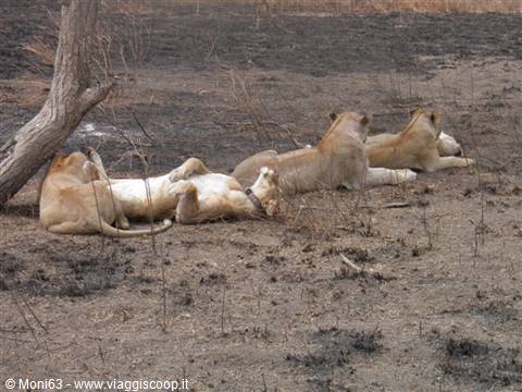 Serengeti
