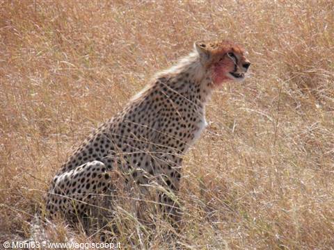 Serengeti