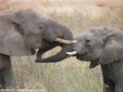 Serengeti