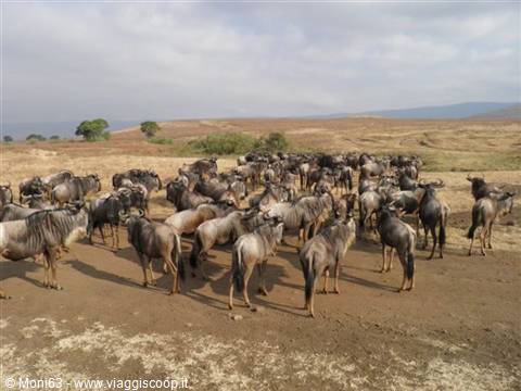 Ngorongoro