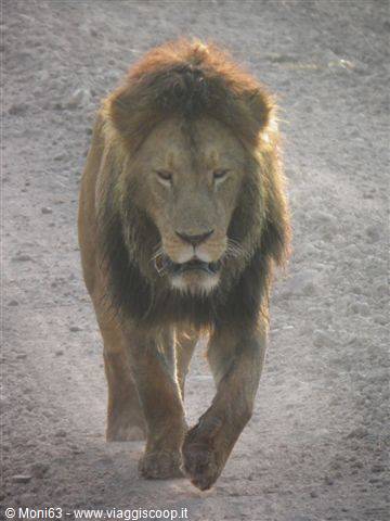 Ngorongoro