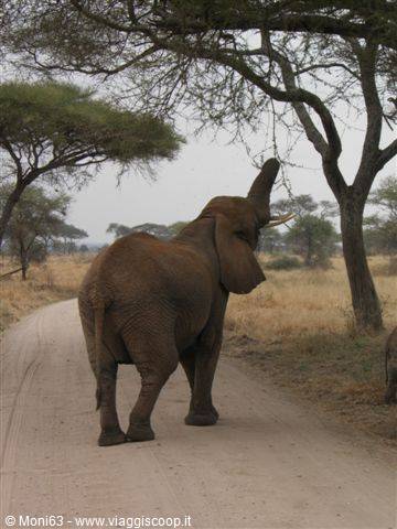 Tarangire