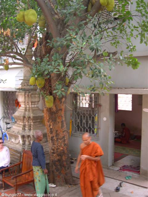 15 - PP - Wat Ounalom - Bonzo sotto albero del pane