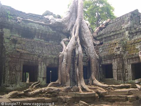 19 - Angkor - Ta Phrom - Alberi