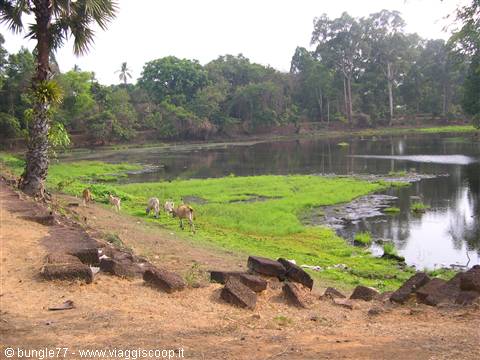 20 - Roulos - Bakong - Fossato