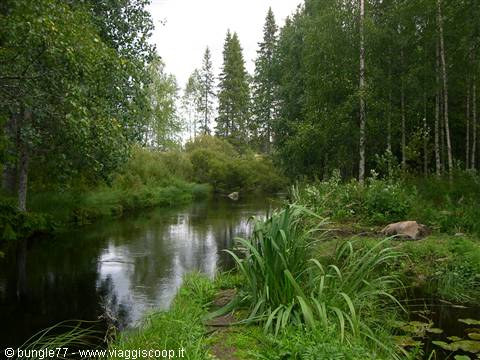 Foresta
