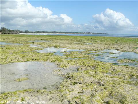 bassa marea a malindi