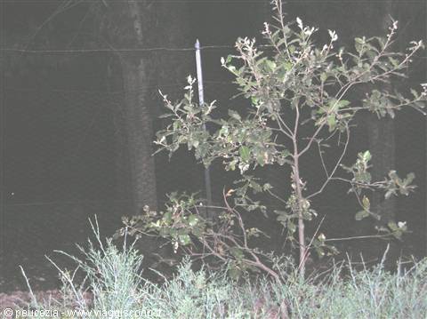 foresta di Mercadante:particolare