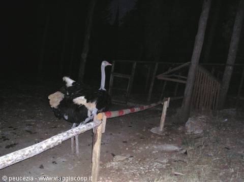 uno struzzo ospite della foresta di mercadante