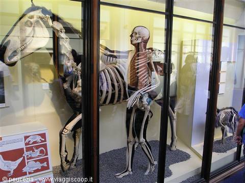 una curiosa immagine in mostra al National History Museum