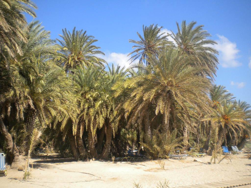 Palme immense