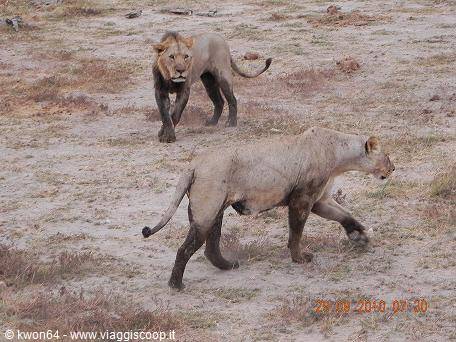 Safari ad Amboseli