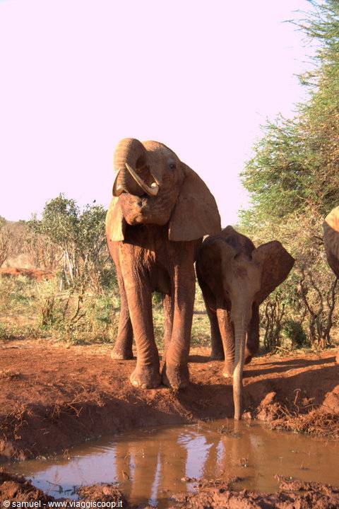 elefanti tsavo est