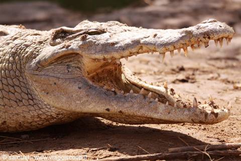 cocodrillo al fiume tsavo