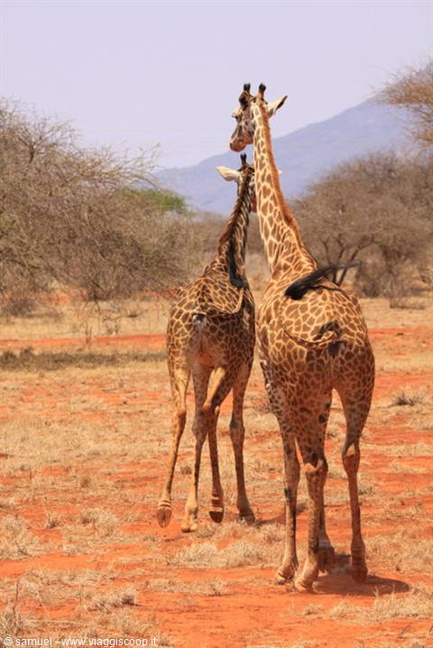 giraffe nella riserva di ngutuni