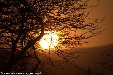 alba tsavo est