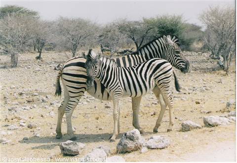 mamma zebra col suo tenero puledrino