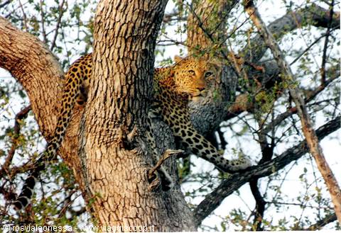 leopardo femmina....