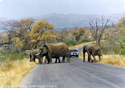 attraversamento nel Kruger....