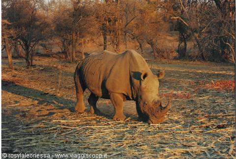 Rhino ... baby