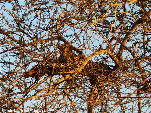 incredibile leopardo