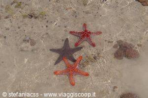 stelle marine