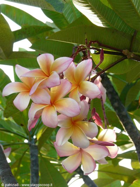 FIORI A vARADERO