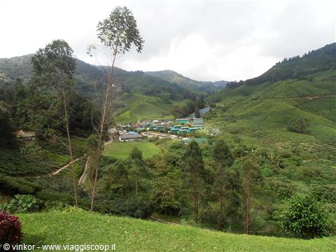piantagioni di te a Cameron Highlands, Malesia 