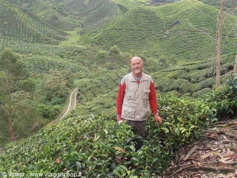io alle piantagioni di te, Cameron Highland, Malesia