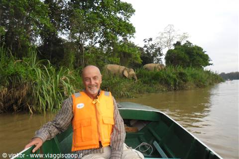il Kinabatangan river nel Sabah, Borneo malese con gli elefanti pigmei