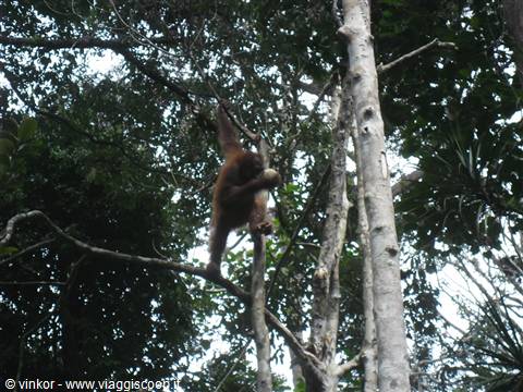 un orangutan alla riserva di Senggoh, Sarawak, Borneo malese 