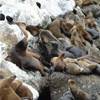 California Sea Lions a Monterey STATI UNITI D'AMERICA 