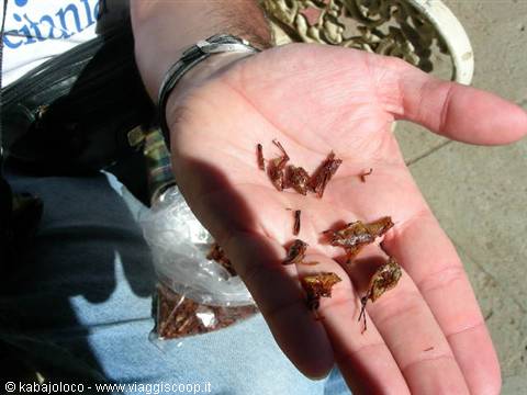 Oaxaca: le chapulines (cavallette fritte!!!)