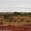 La vegetazione della savana KENYA 