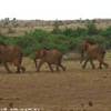 Elefanti nella vegetazione KENYA 