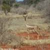 Gazzella giraffa KENYA 