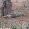 Il re della savana KENYA 