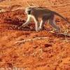 Scimmia su terra della savana KENYA 