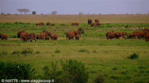 Tsavo est