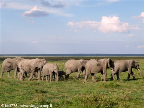 elefanti Amboseli
