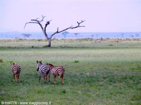 zebre