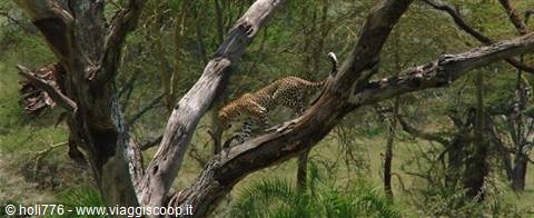 leopardo