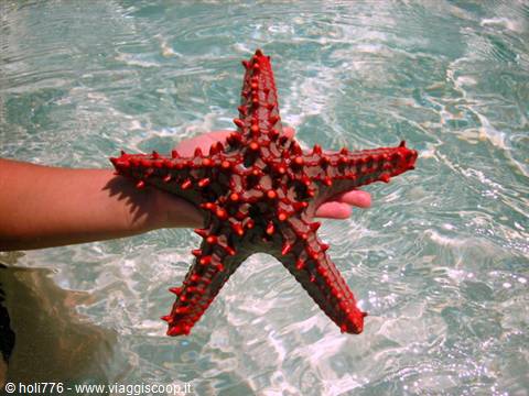 un piccola stella marina